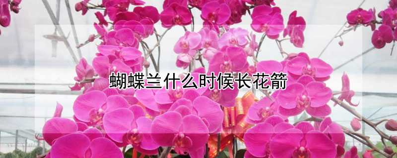 蝴蝶蘭什么時候長花箭