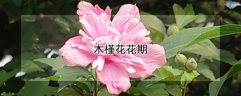 木槿花花期