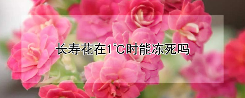 長壽花在1℃時能凍死嗎