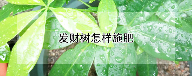 發財樹怎樣施肥