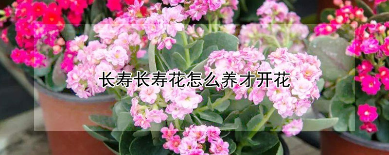 長壽長壽花怎么養(yǎng)才開花