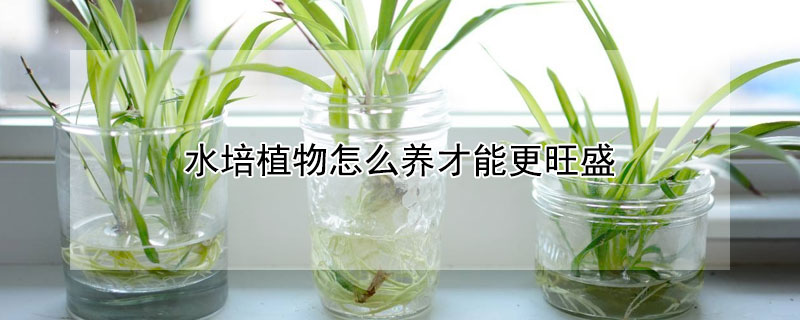 水培植物怎么養才能更旺盛