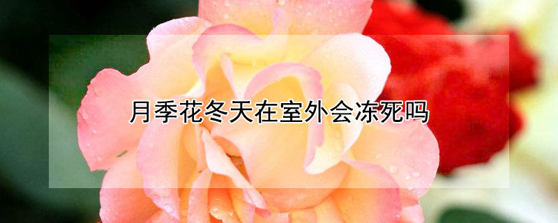 月季花冬天在室外會凍死嗎