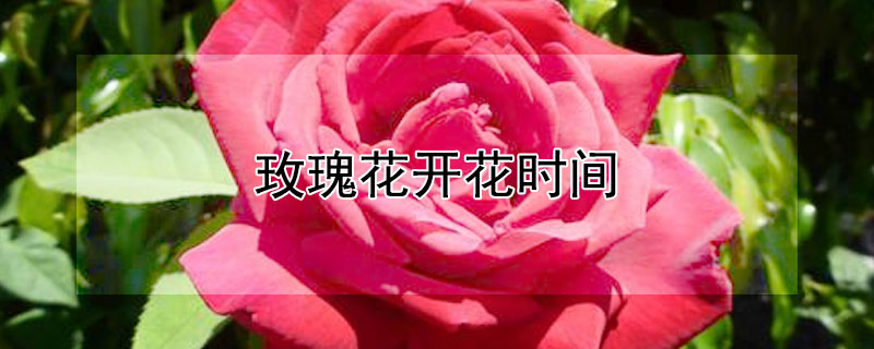 玫瑰花開花時間