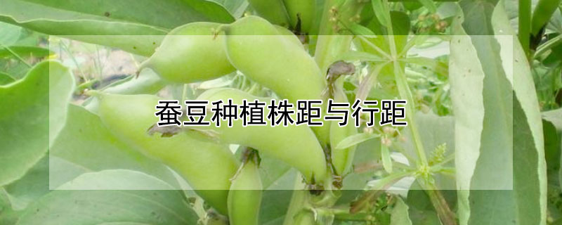 蠶豆種植株距與行距