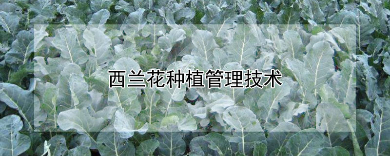 西蘭花種植管理技術