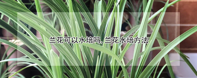 蘭花可以水培嗎,蘭花水培方法