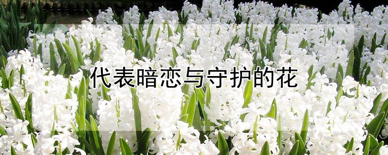 代表暗戀與守護(hù)的花