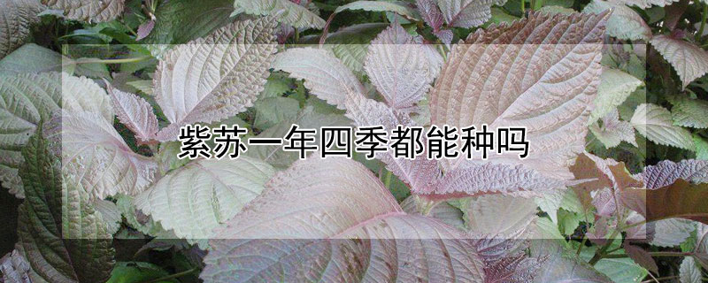 紫蘇一年四季都能種嗎