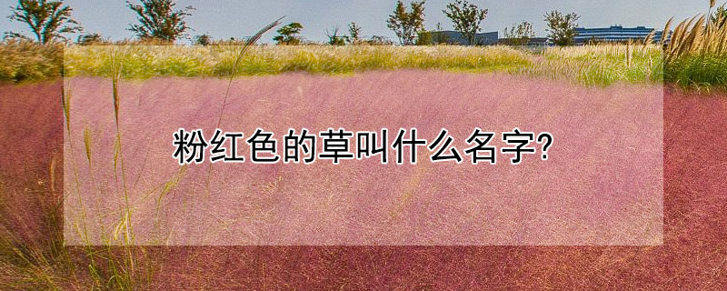 粉紅色的草叫什么名字?