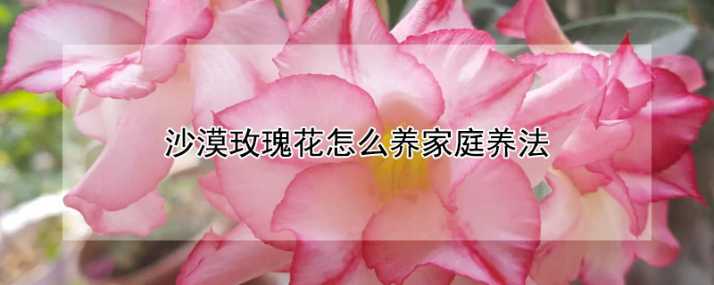 沙漠玫瑰花怎么養(yǎng)家庭養(yǎng)法