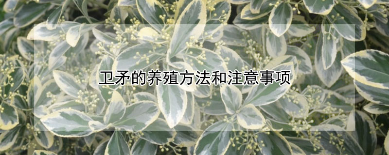 衛矛的養殖方法和注意事項