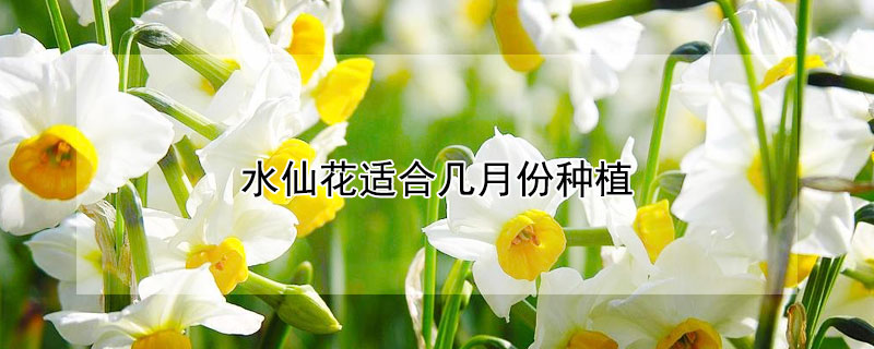 水仙花適合幾月份種植