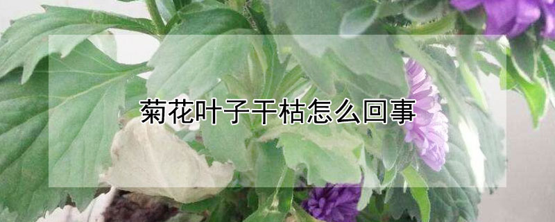 菊花葉子干枯怎么回事