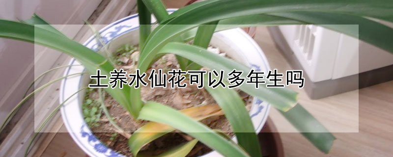 土養水仙花可以多年生嗎