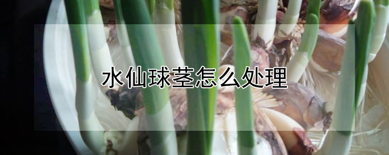 水仙球莖怎么處理