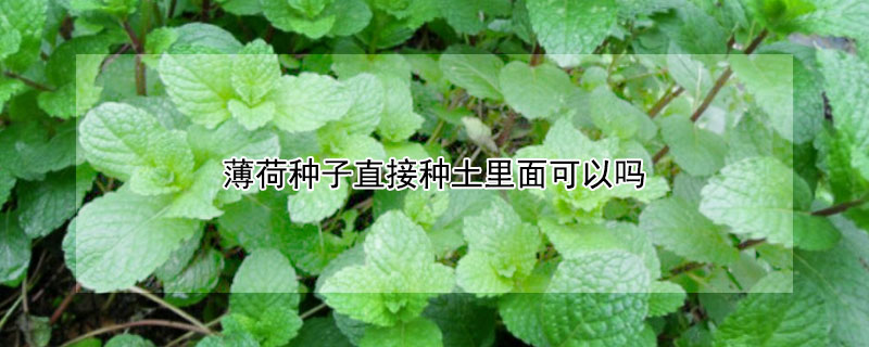 薄荷種子直接種土里面可以嗎