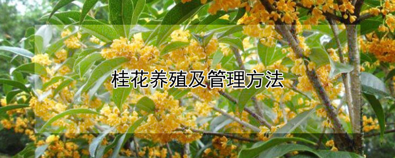 桂花養殖及管理方法