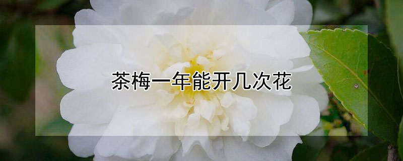 茶梅一年能開幾次花