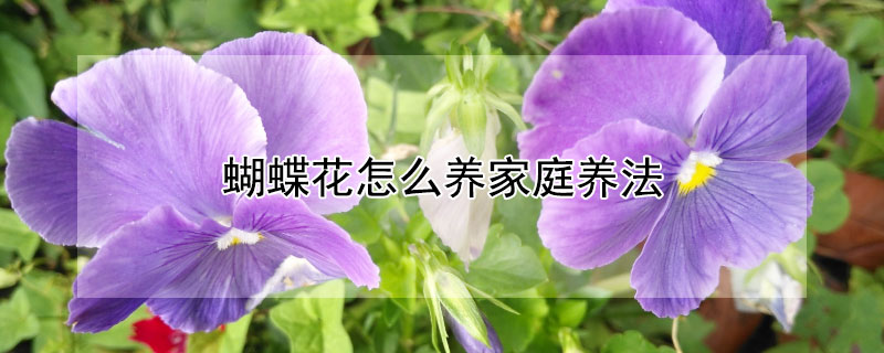 蝴蝶花怎么養(yǎng)家庭養(yǎng)法