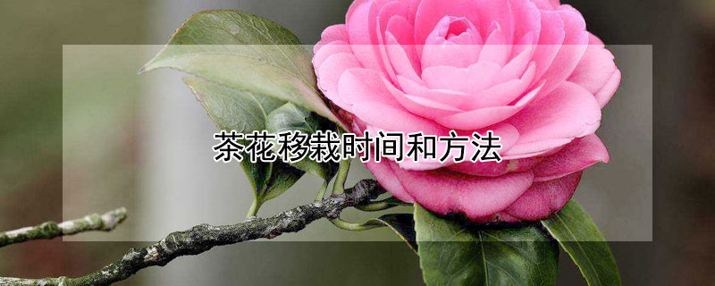 茶花移栽時(shí)間和方法