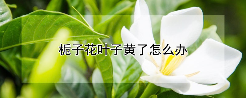 梔子花葉子黃了怎么辦