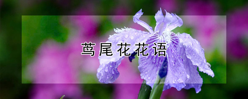 蔦尾花花語