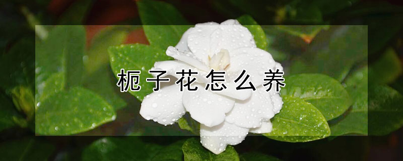 枙子花怎么養