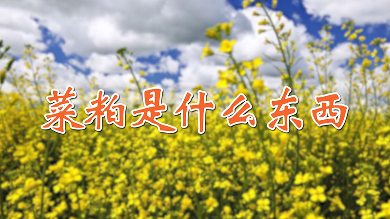 菜粕是什么東西