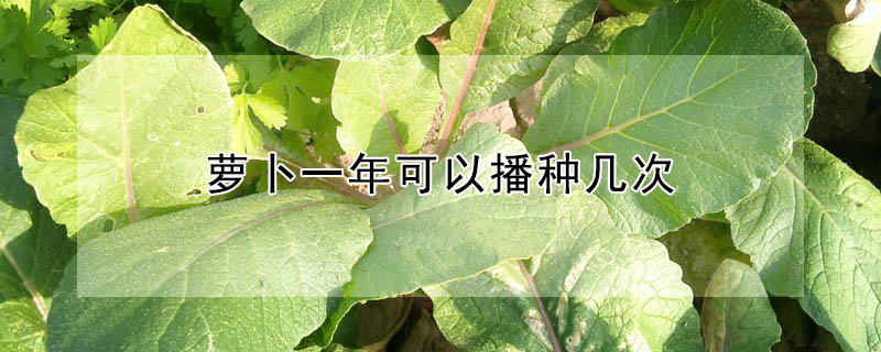 蘿卜一年可以播種幾次