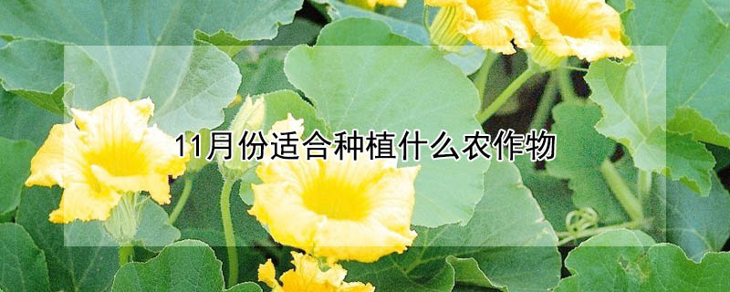 11月份適合種植什么農作物