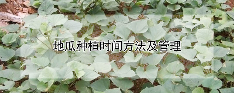 地瓜種植時間方法及管理