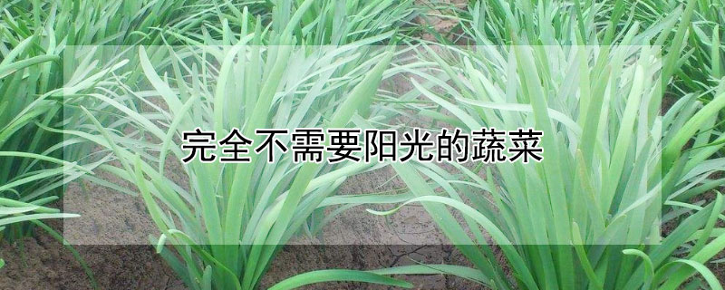 完全不需要陽光的蔬菜