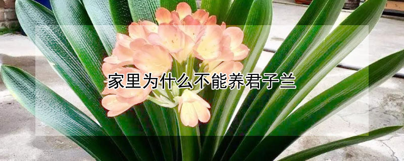 家里為什么不能養(yǎng)君子蘭