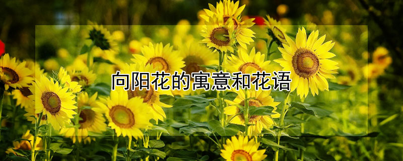 向陽(yáng)花的寓意和花語(yǔ)