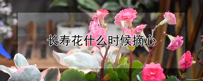 長壽花什么時候摘心