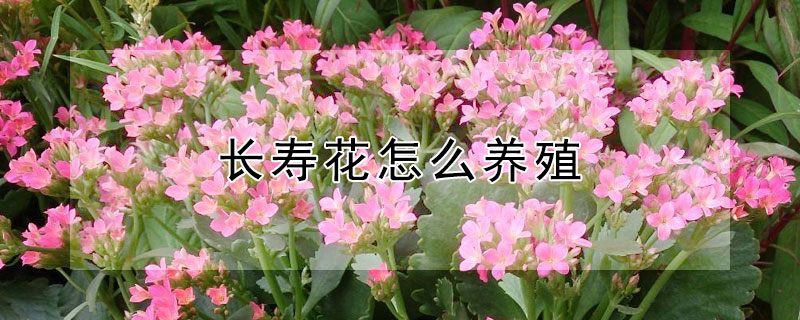 長(zhǎng)壽花怎么養(yǎng)殖