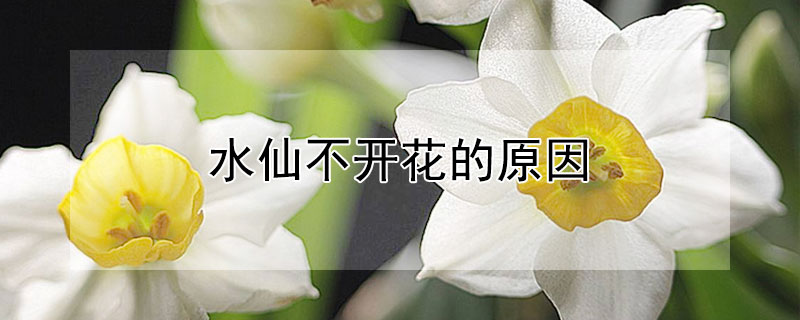 水仙不開花的原因