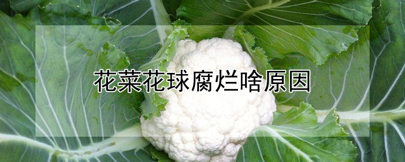 花菜花球腐爛啥原因