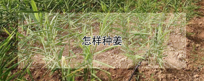 怎樣種姜