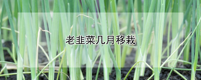 老韭菜幾月移栽