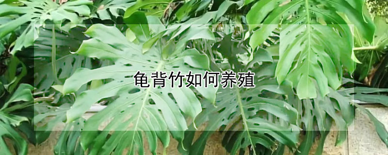 龜背竹如何養殖