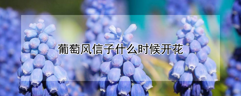 葡萄風信子什么時候開花