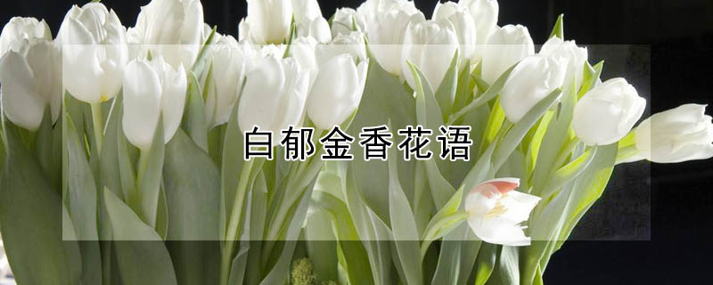 白郁金香花語