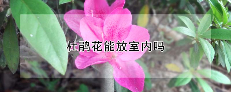 杜鵑花能放室內嗎