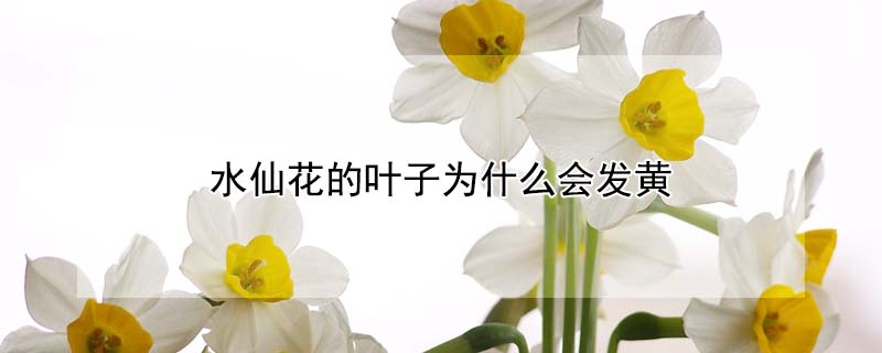 水仙花的葉子為什么會(huì)發(fā)黃