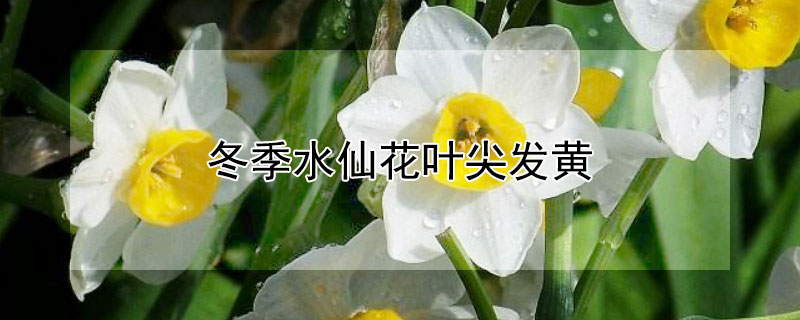 冬季水仙花葉尖發黃