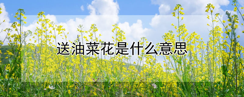 送油菜花是什么意思