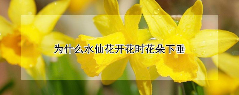 為什么水仙花開花時(shí)花朵下垂