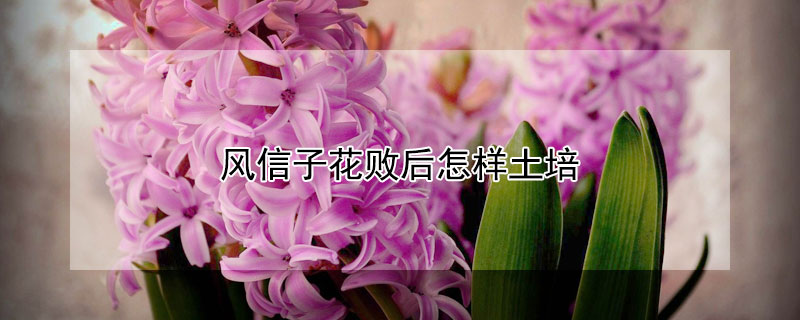 風信子花敗后怎樣土培